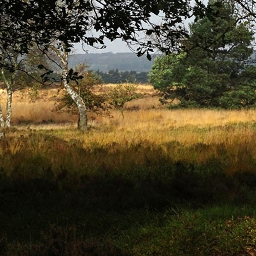 4,2 miljoen kilo vruchten op de Veluwe