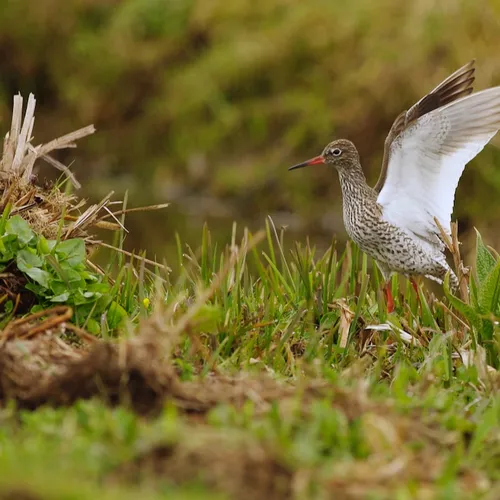 Afbeelding van Natuurorganisaties in verzet tegen Brusselse versoepeling van milieuregels