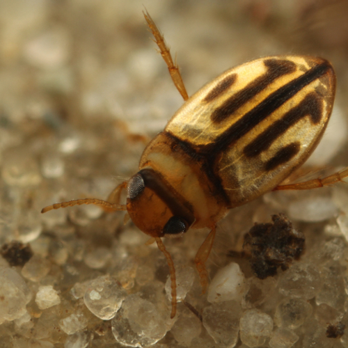 Nieuwe waterkeversoort voor Nederland
