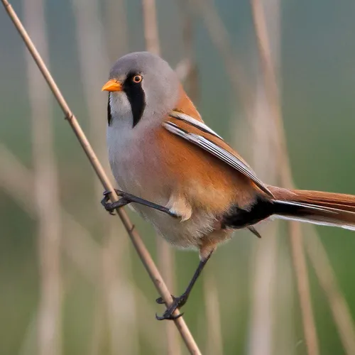 Veertig jaar vogels tellen in de dynamische Oostvaardersplassen