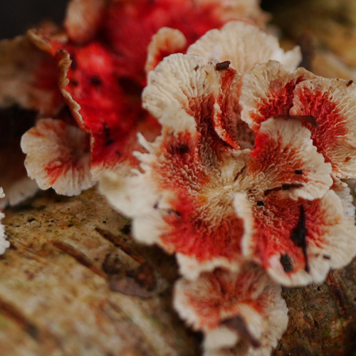 Plooivlieswaaiertje kleurt rood