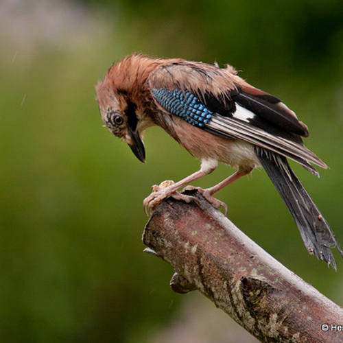 Dieren met toekomstplannen