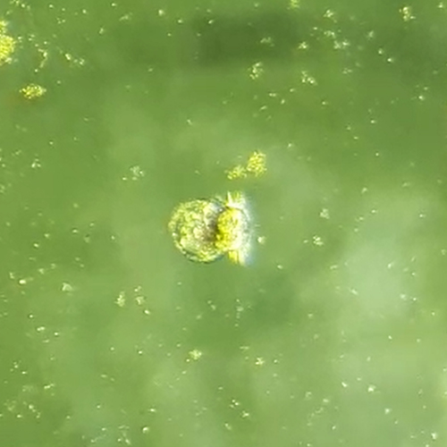 Kweek van inheemse platte 'waddenoester' gelukt