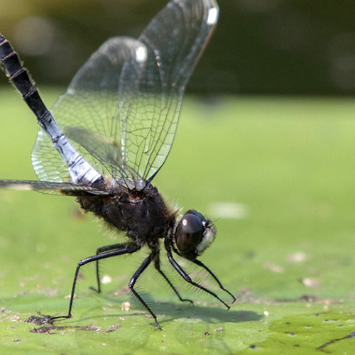 Sierlijke witsnuitlibel rukt massaal op