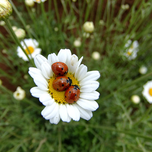 Chinees margrietje leidt bladluizen om de tuin