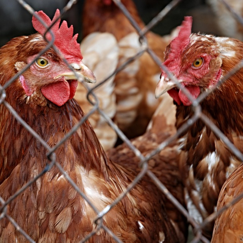 Afbeelding van Europese diensten: risico op mutatie vogelgriep groeit