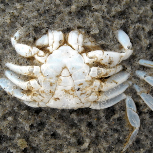 Zuurstofgebrek verstikt bodem Grevelingenmeer