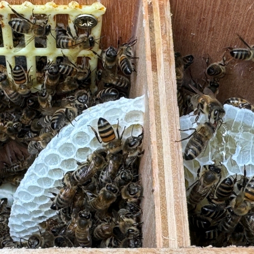 Afbeelding van Voortplantingsstation voor zwarte bijen
