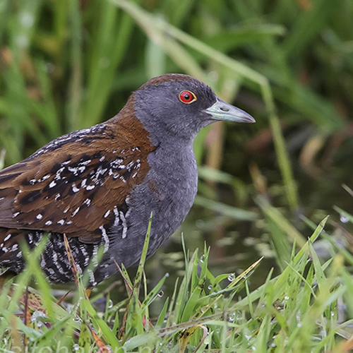 Zelf gehoord: kleinst waterhoen