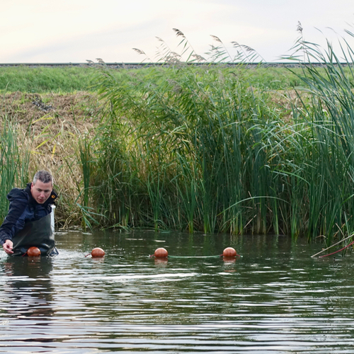 Effect van een natuurlijke oever op de visstand