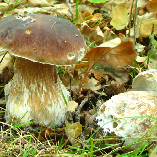 Fenolijn 035-6711338