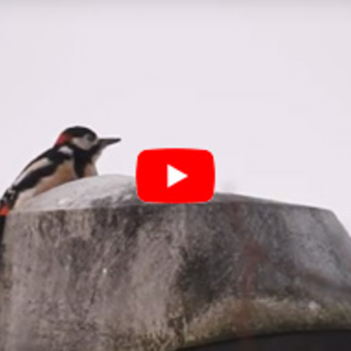 Bonte specht roffelt op lantaarnpaal