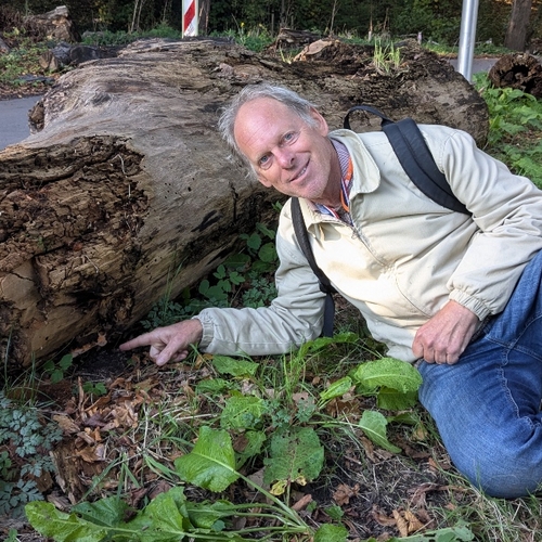 Afbeelding van Nieuwe paddenstoel voor Nederland ontdekt in Utrechts park