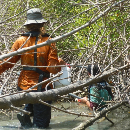 Herstel van mangrovebossen goed voor kustbescherming