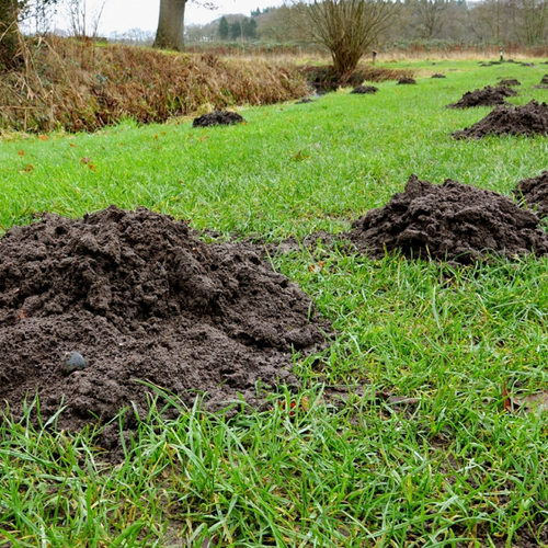 Afbeelding van Mollentelling levert recordaantal meldingen: 28.442 molshopen