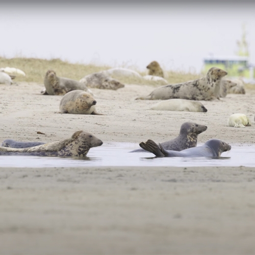 Grijze zeehonden, straatjes erbij in de natuur en alle overige onderwerpen