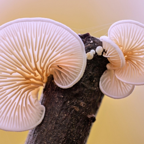 Wat schuilt er onder de hoed van een paddenstoel?