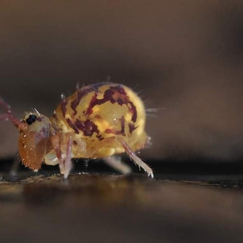 Afbeelding van De mysterieuze bodem in het zonnetje