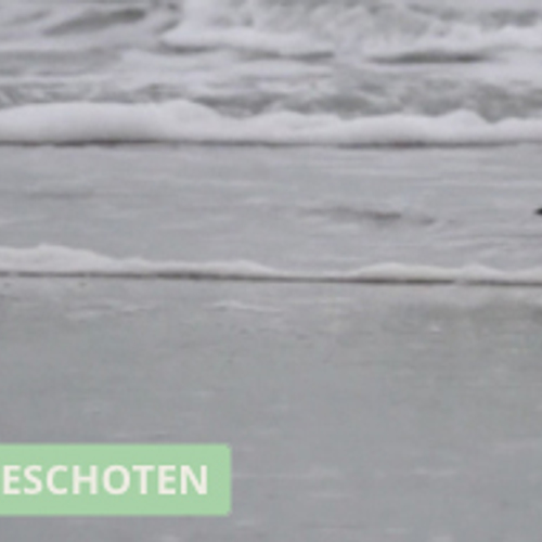 Drieteenstrandlopers tussen de golven