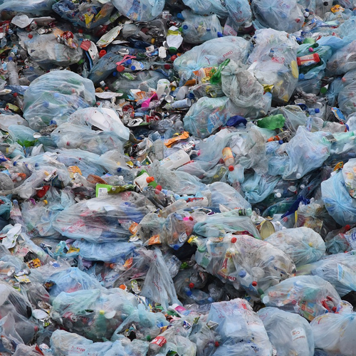 Maag van dode spissnuitdolfijn bevat veertig kilo plastic