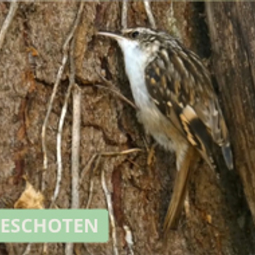 Foeragerende boomkruiper