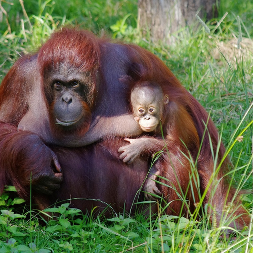 Orang-oetan bedreigd