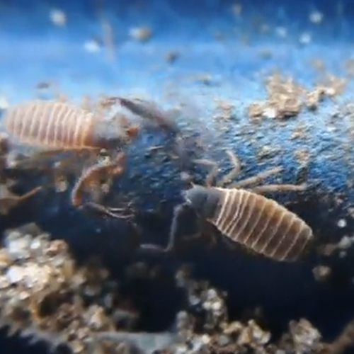 Zelf Geschoten: piepkleine bastaardschorpioenen