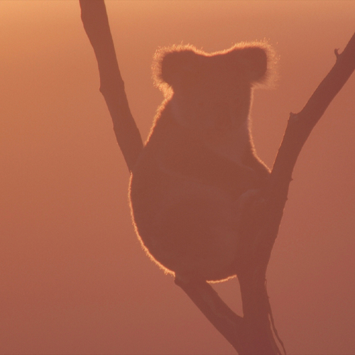 480 miljoen dieren omgekomen in bosbranden Australië: WNF komt in actie