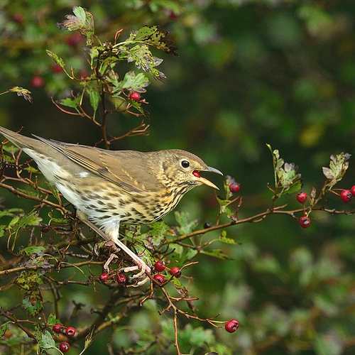 Niet alle vogels zingen eerder door klimaatverandering