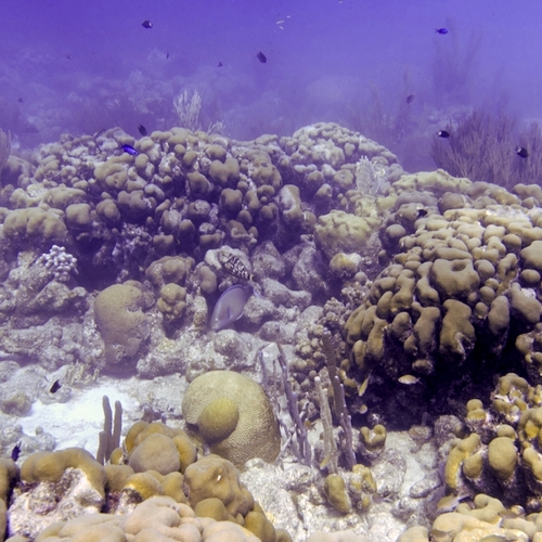 Visseneitjes kweken voor het koraal