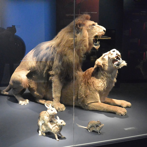 Natuurmuseum Brabant: voortplanting