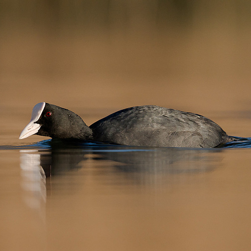 Stadsmormels: Nieuwe tv-serie over natuur in de stad