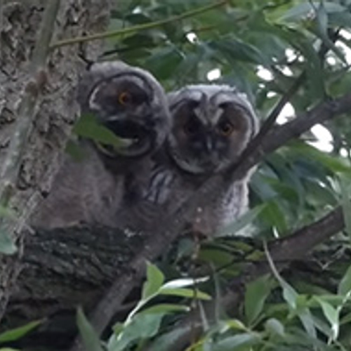 Spelende jonge ransuilen