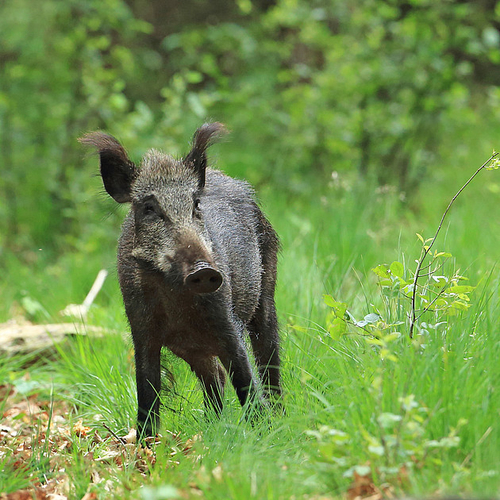 Overstekend wild