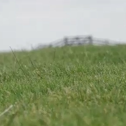 Plantenwortels in de dijk