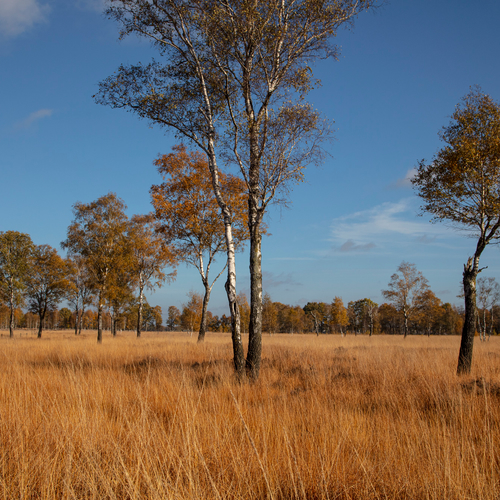 Wat berkenbomen ons vertellen over het landschap in de Peel