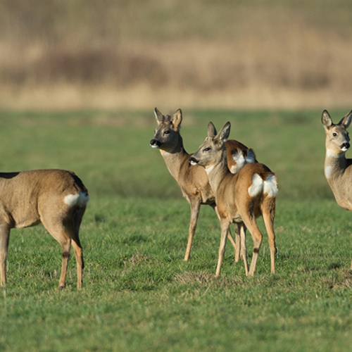 Proef om aanrijding met reeën te voorkomen