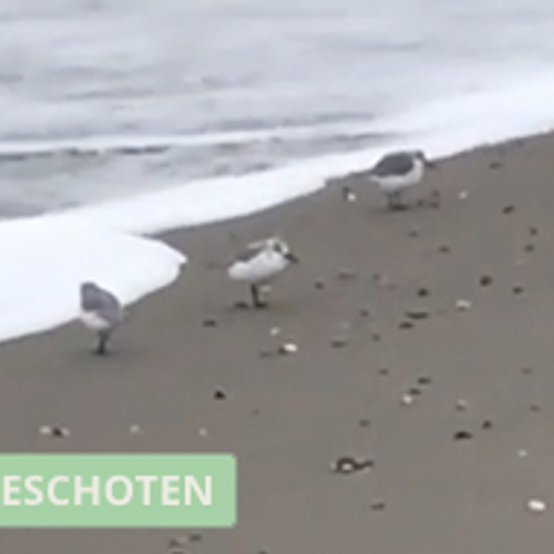Drieteenstrandlopers op Texel