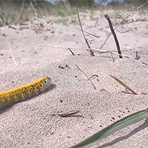 Kleine hageheld trotseert de wind