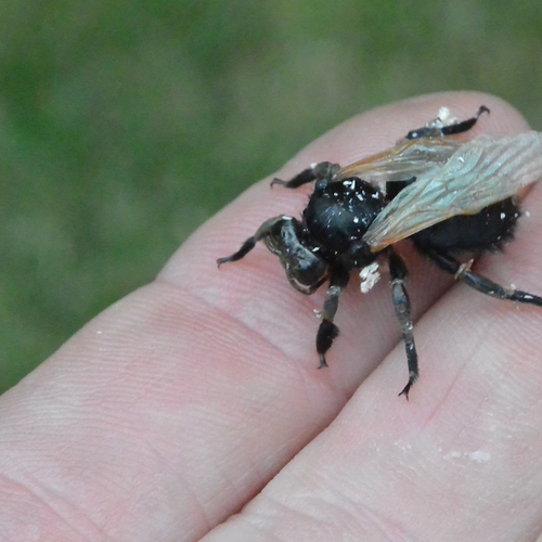 Geboorte van de blauwzwarte houtbij