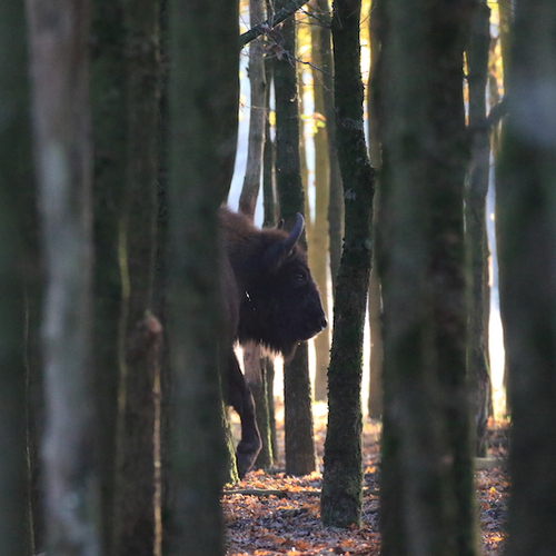 Herfstmaal van de wisent