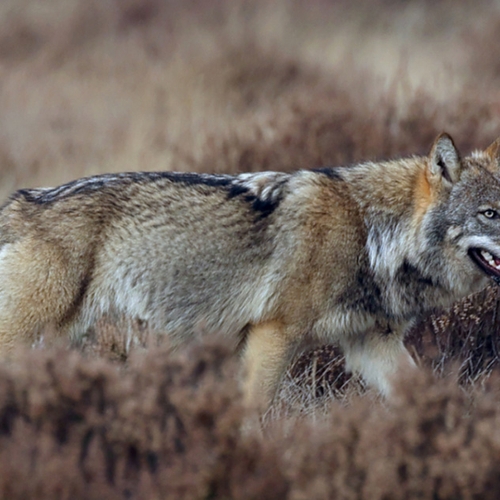 Provincie Utrecht bereidt afschot wolf voor en waarschuwt bezoekers