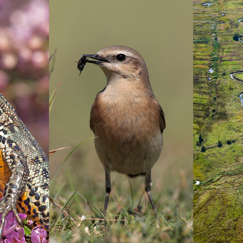 ‘Oplossen problemen Nederlandse natuur vraagt om doorzettingsvermogen’