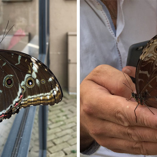 Poll: vlinders loslaten op bruiloft