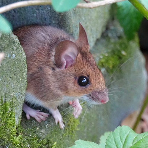 Bosmuis doet het fluitend