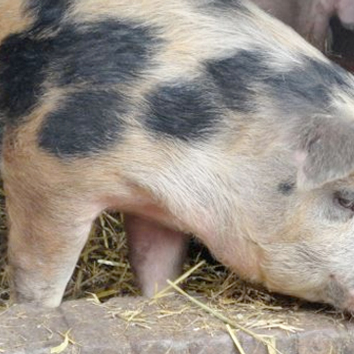 Varkensboeren willen minder fosfaat uitstoten