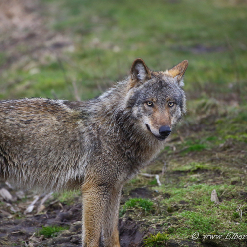 Afbeelding van Nieuwe regeling voor wolfwerende afrastering in Drenthe