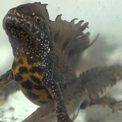 Dit heeft de kamsalamander nodig om te overleven