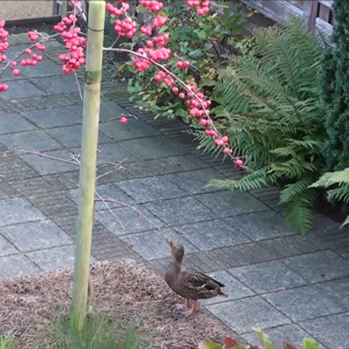 Eend springt naar appel