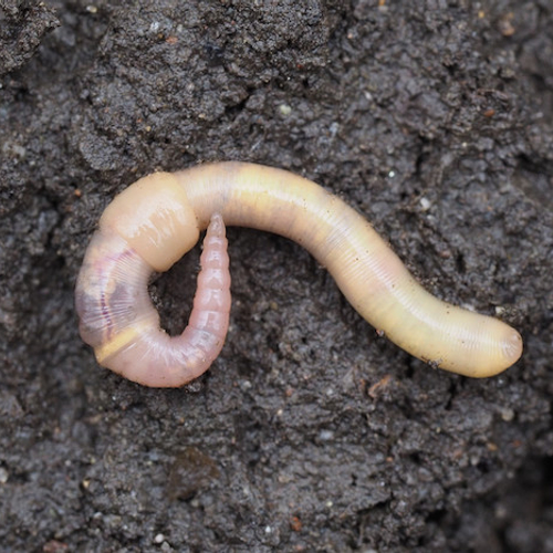 Regenworm uit onbekendheid halen